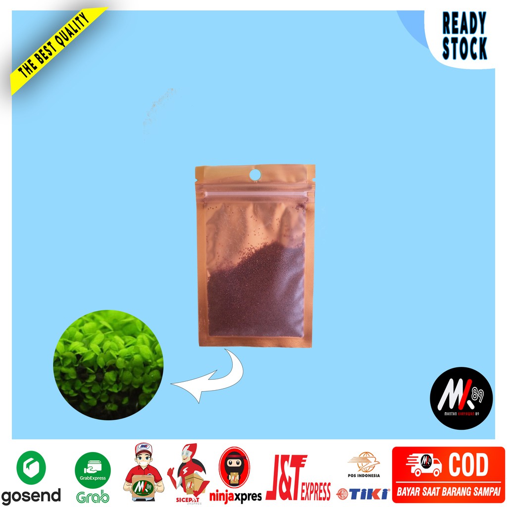 Bibit Carpet Seed Aquascape 10  Gram Tanpa CO2 Small Leaf Seaweed Berkualitas COD | Benih | Akuaskep