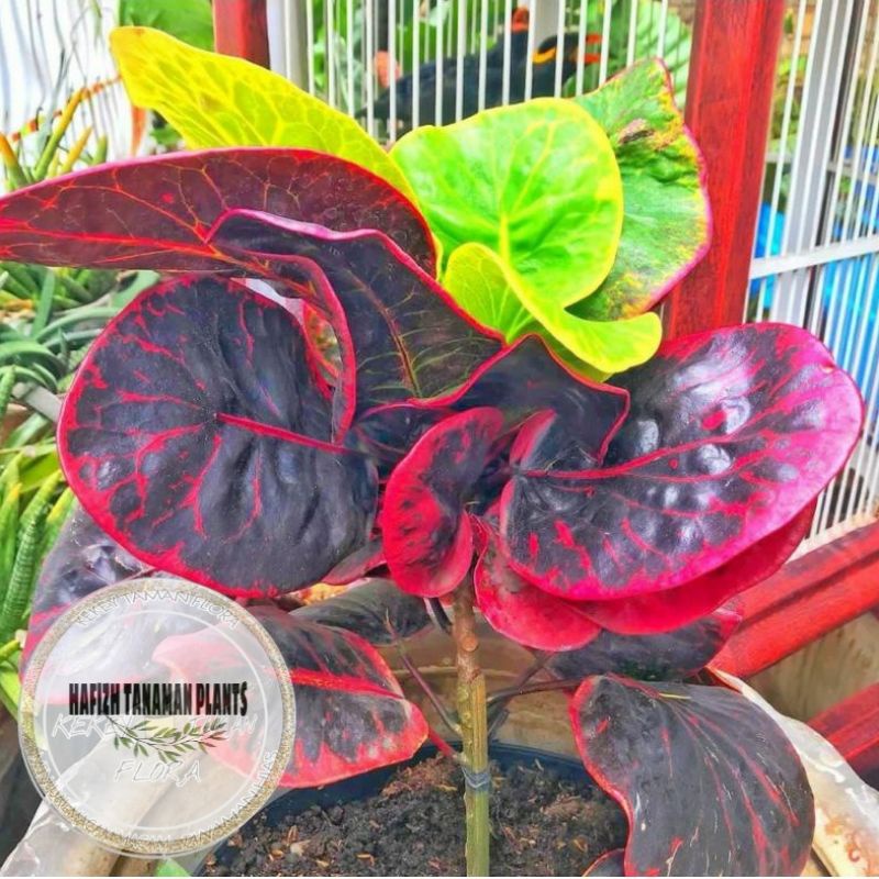 Tanaman Hias Puring Jengkol - Pohon Puring Jengkol Tanaman Hidup-,Bunga Hidup Murah Bunga Hiasan rum