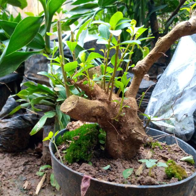 Bahan Bonsai Ileng Ileng Shopee Indonesia