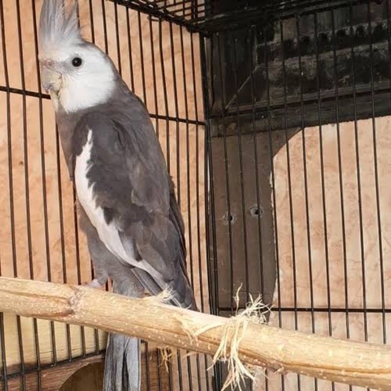 BURUNG FALK WF(White Face) UNIK