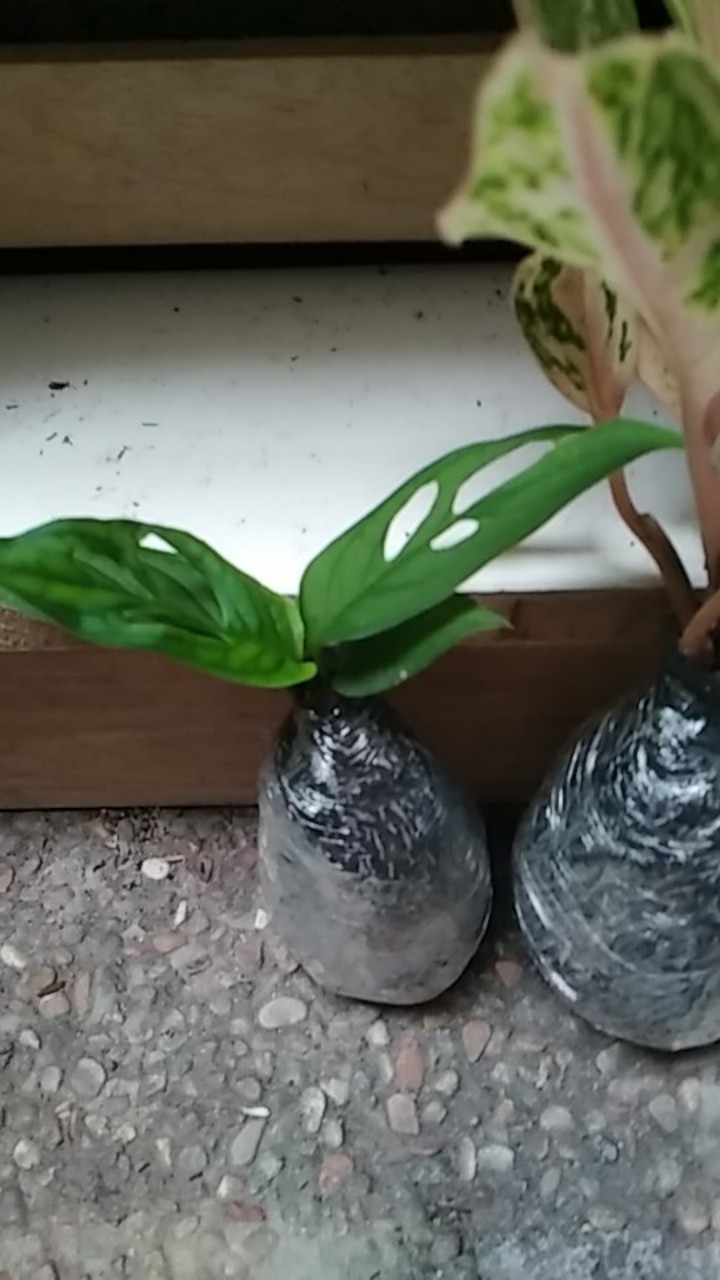 Janda Bolong- Tanaman Hias Monstera Obliqua Lokal