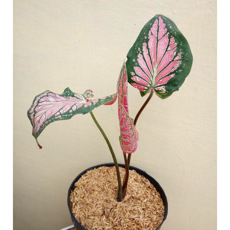 Tanaman hias caladium wayang - keladi wayang - keladi - caladium