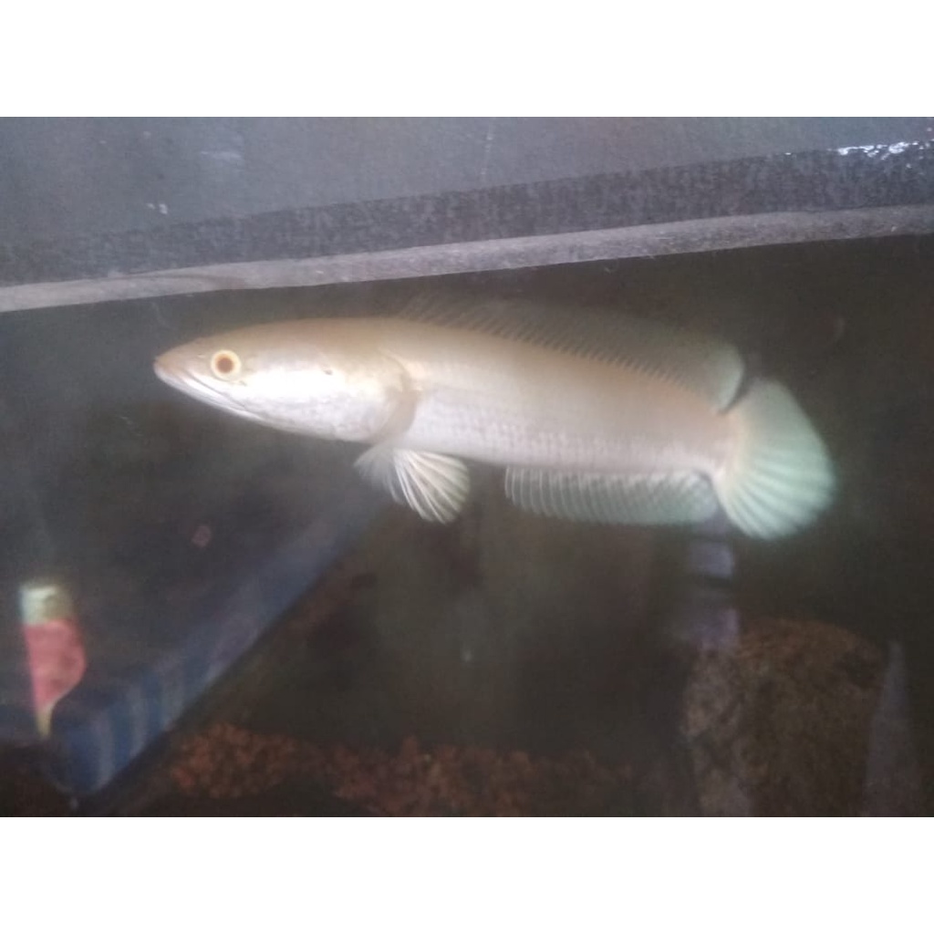Ikan Hias Chana Striata Albino (Mata Merah)