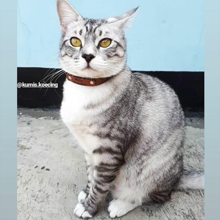 LOOD KALUNG KUCING KULIT CUSTOM NAMA - TAG DI TALI
