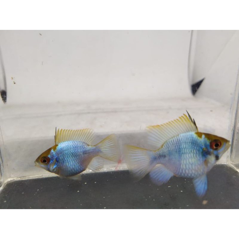 Blue Elektrik Ramarezi Balon Hiasan Aqwrium