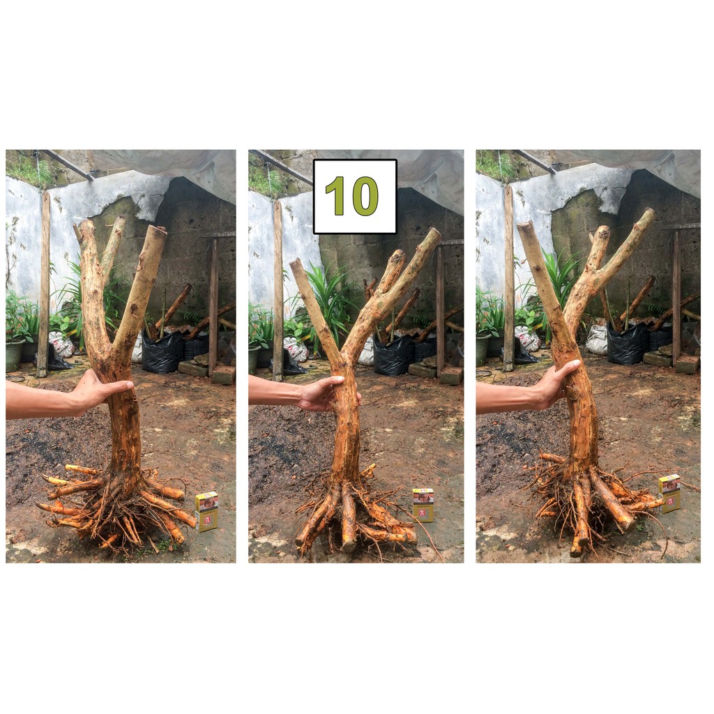 Bahan Bonsai Dongkelan SISIR KALIAGE JUMBO berkarakter size XXL