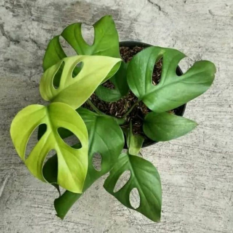 Tanaman Hias montera Rhaphidophora / Rhaphidophora Pertusa/ Monstera Mini