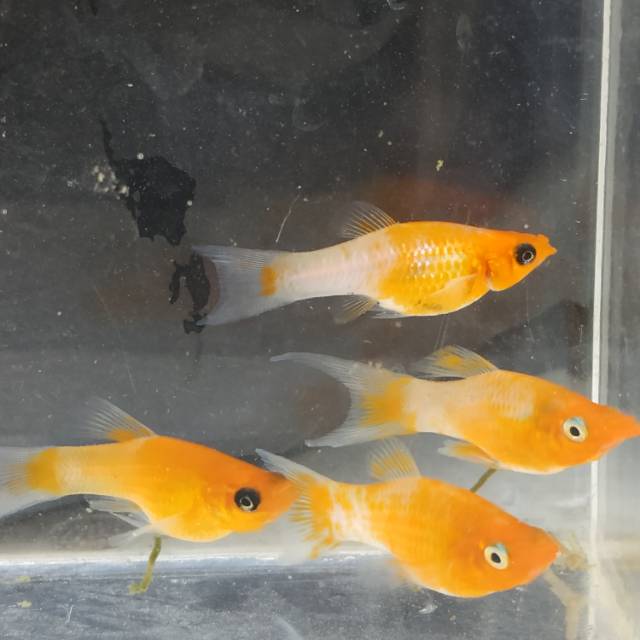 Ikan molly moly yellow solid / ikan guppy gupy platy guppy murah