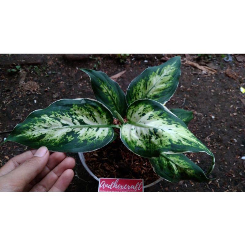 Aglonema Diven Lukisan Cinta