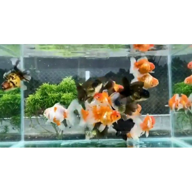 Ikan Mas Koki Oranda