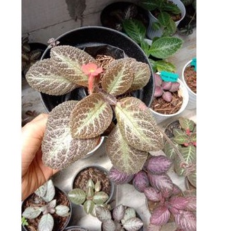 

Epsicia Chocho warior