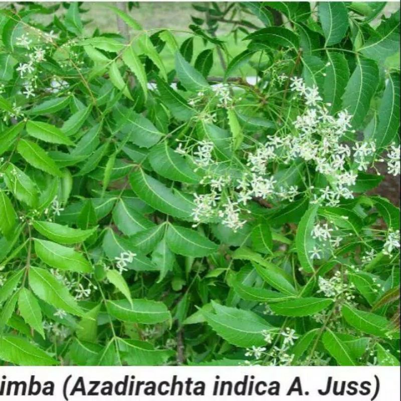 

Daun mimba segar
