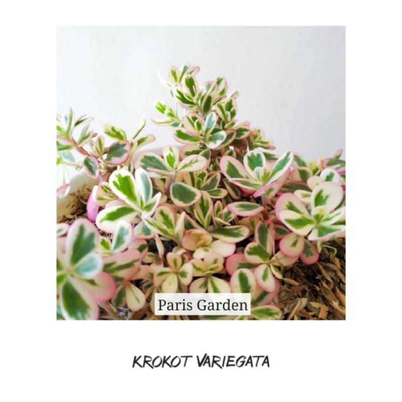KROKOT GELANG PINK - TANAMAN HIAS KROKOT GELANG VARIGATA - BIBIT KROKOT GELANG VARIEGATA