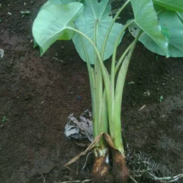 Bibit pohon talas bogor atau bentul isi 10 bibit