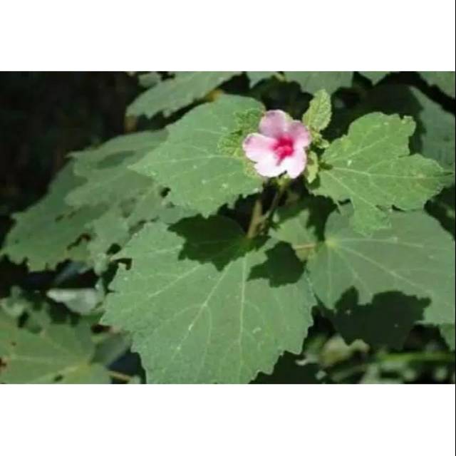 

Daun pulutan segar 1kg