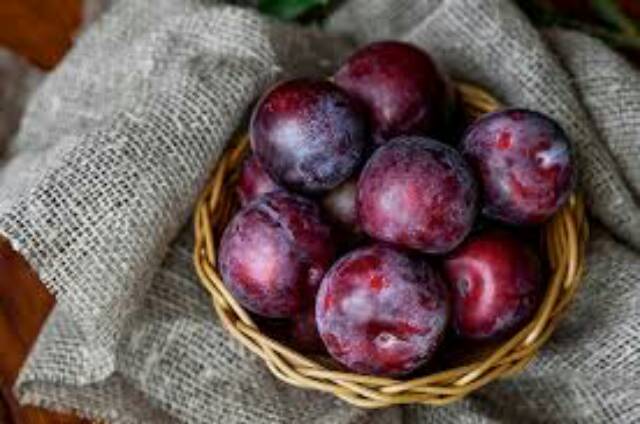 Bibit Plum Merah Okulasi Cepat Berbuah