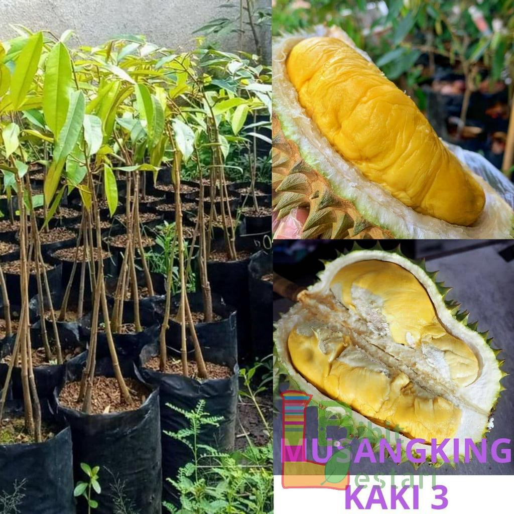 Bibit Durian Musangking Kaki 3 - Bibit Durian Okulasi