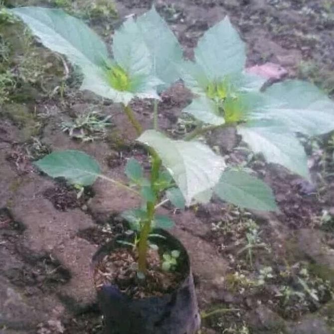 obral Tanaman Buah Ciplukan bibit ciplukan pohon ciplukan murah