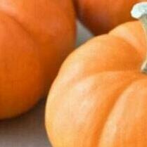 

Whole Pumpkin - Buah Labu Utuh Untuk Halloween Decoration Atau Masak