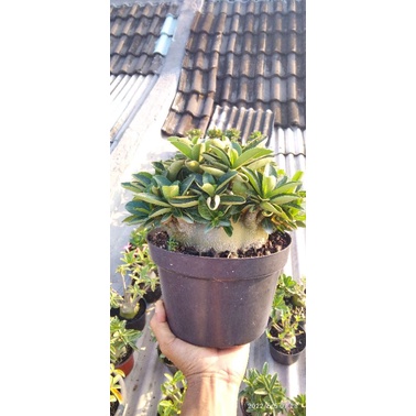 arabicum Hibrid Wkl x KLT