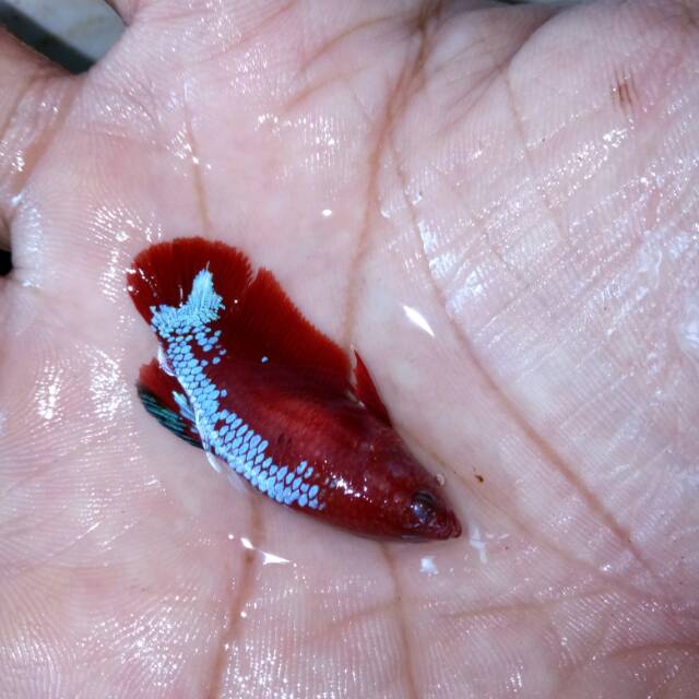 READY CUPANG MURAH BETINA PLAKAT HELLBOY BOLD SIZE S++ USIA 4 BULAN SIAP BREED