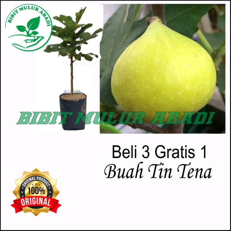 Bibit tanaman buah tin Calimyrna/bibit buah tin/bibit tanaman buah
