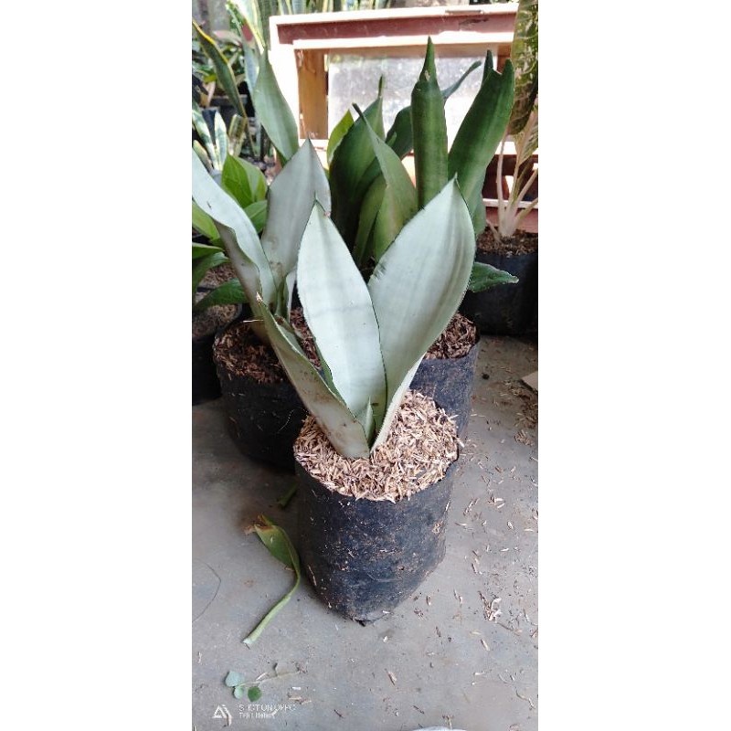 Sansivera monshine - lidah mertua silver