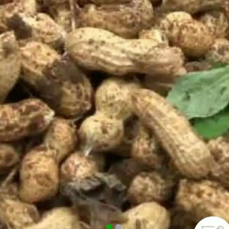 

kacang tanah kulit basah 500gram