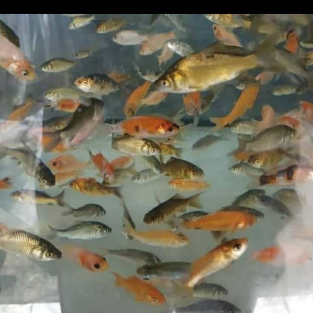 Anak ikan mas ( pakan ikan predator)