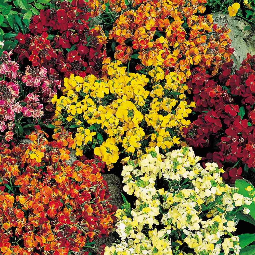 Benih Bibit Biji - Bunga Wallflower Persian Carpet Flower Seeds - IMPORT