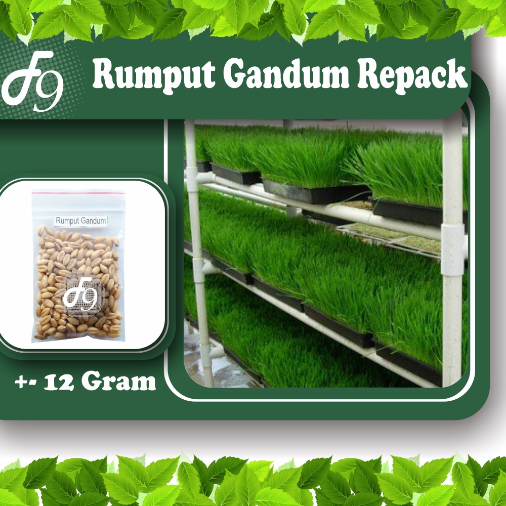 Benih Bibit Rumput Gandum - Wheat Grass - Rumput Kucing Murah Repack