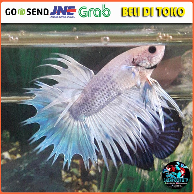 Ikan Cupang Crowntail Ikan Cupang Serit Crowntail Betta Crowntail Serit