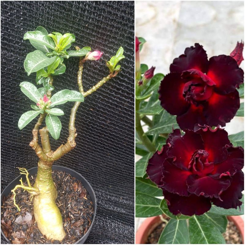 Adenium Kamboja grafting bunga tumpuk flaminggo
