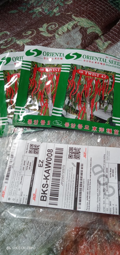 Benih Cabe Keriting Or Twist 42 Cabe Keriting
