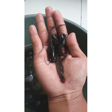 bibit ikan lele ukuran 8-9 cm murah