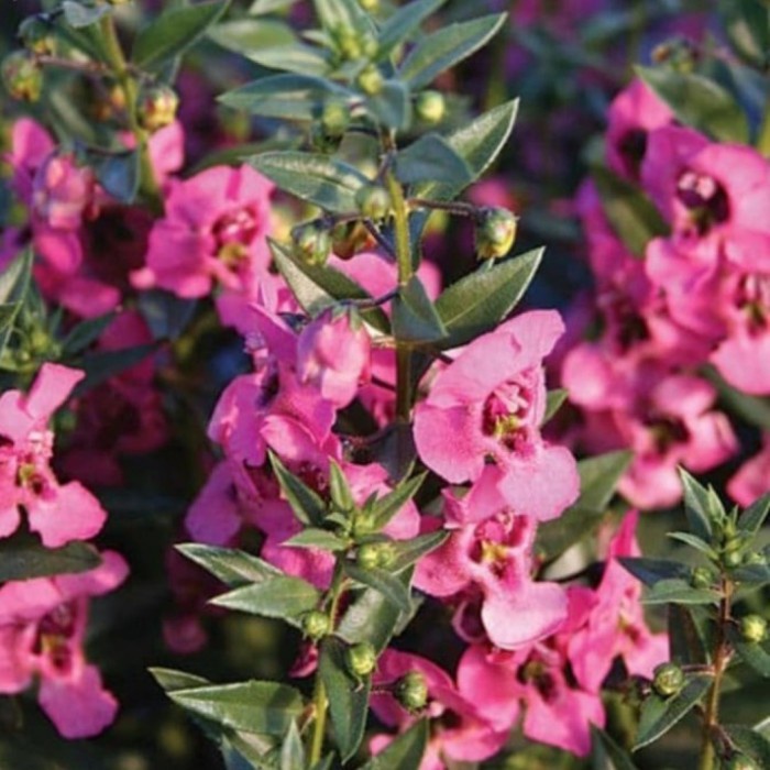 Tanaman lavender angelonia pink - lavender asli - bunga pink .