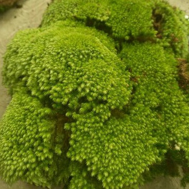 Lumut Hutan Hidup 200gram media Bonsay tararium paludarium