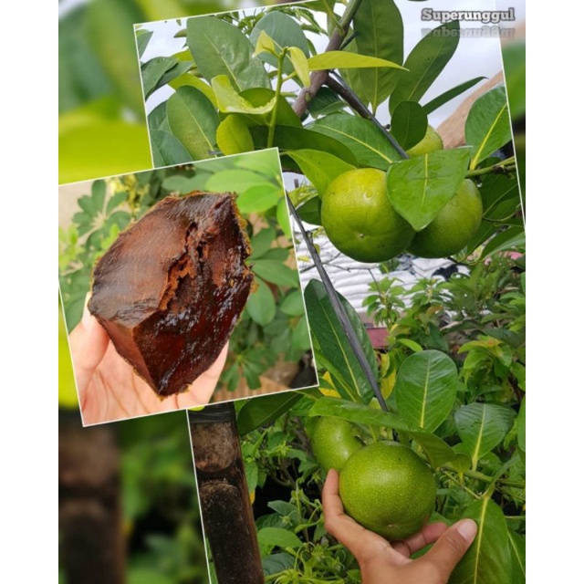 Bibit buah black sapote Superunggul