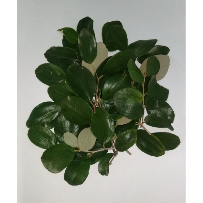 

daun bidara segar baru saja dipetik / 100 lembar