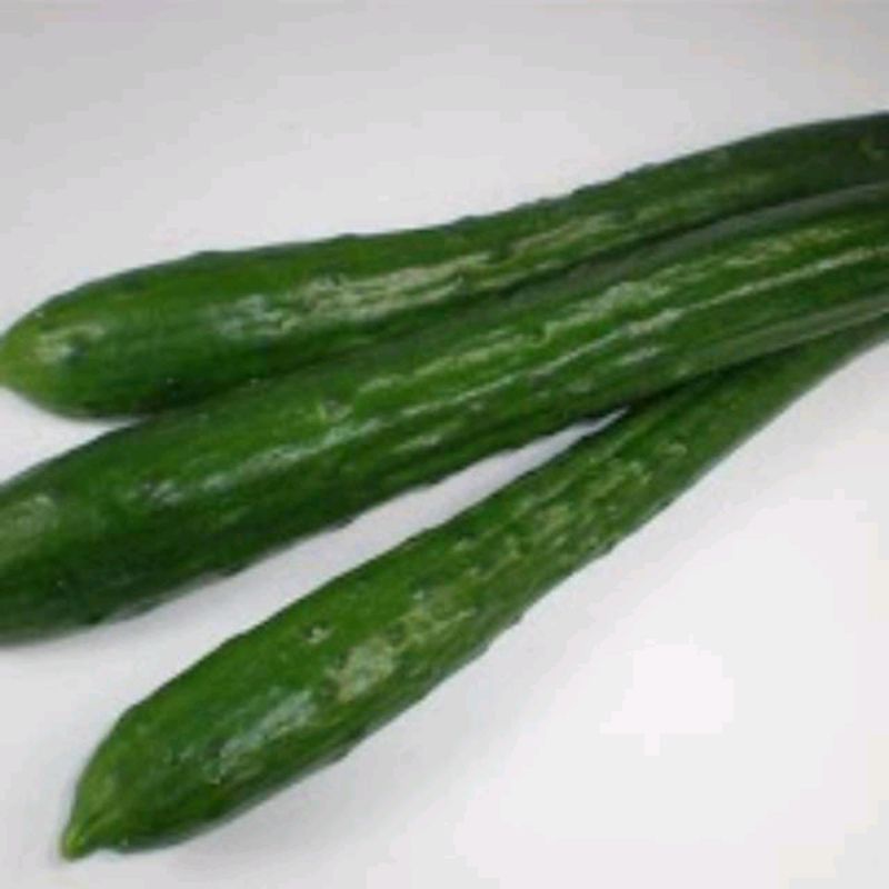 

TIMUN JEPANG KIYURI 500gr