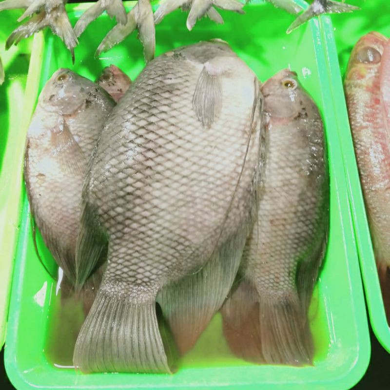 

Ikan Gurame 1kg (1000g)
