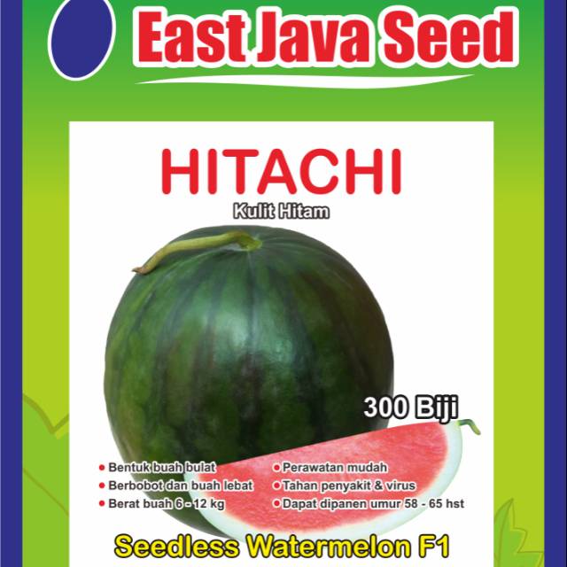 BIBIT benih semangka non biji Bulat Hitam