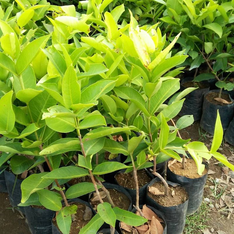 bibit jambu air bajangleang superunggul