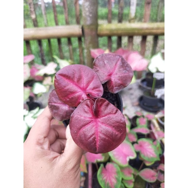 Caladium Keladi Red sweety