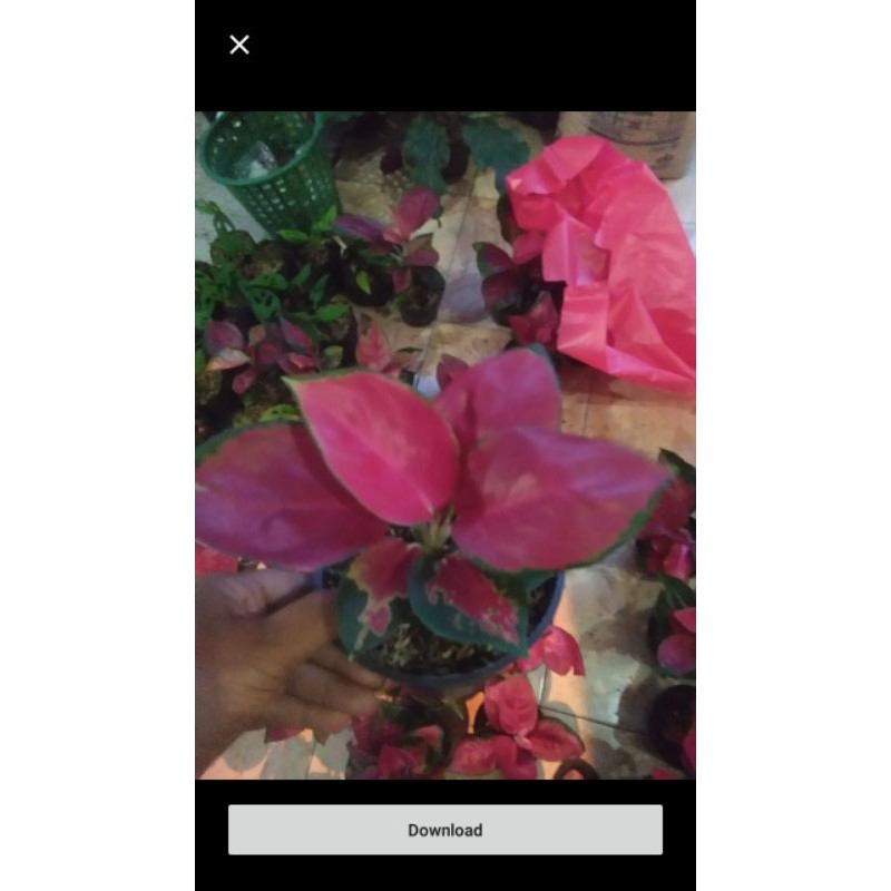 aglaonema red majesty