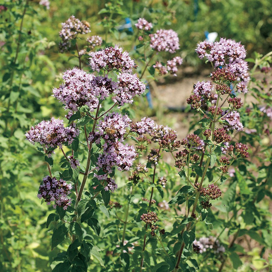 Benih Bibit Biji - Wild Marjoram / Oregano Italian Herb Seeds - IMPORT