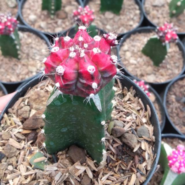 Kaktus gymno blackpink thailand