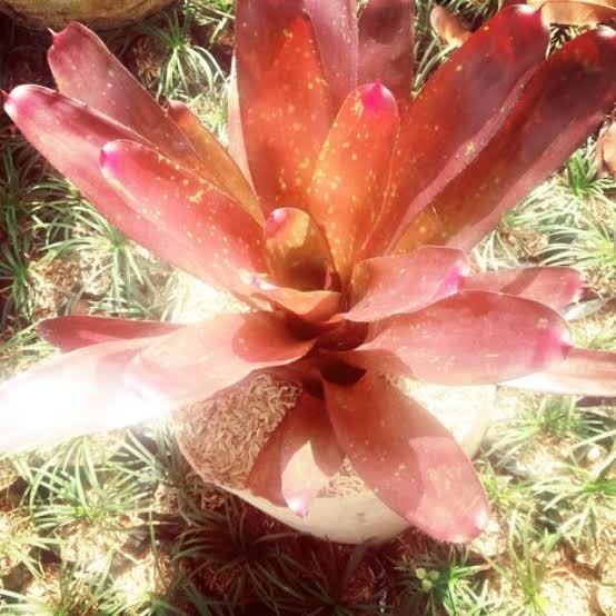 Tanaman Hias Bromelia Mawar Giant Merah / bromelia red rose