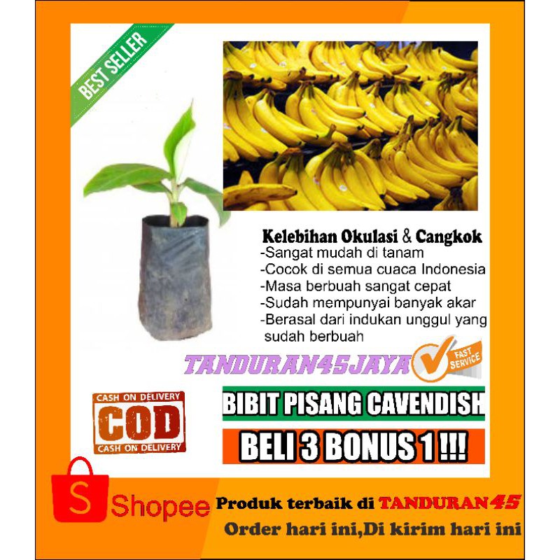 bibit pisang cavendhis/bibit pisang/pisang cavendis