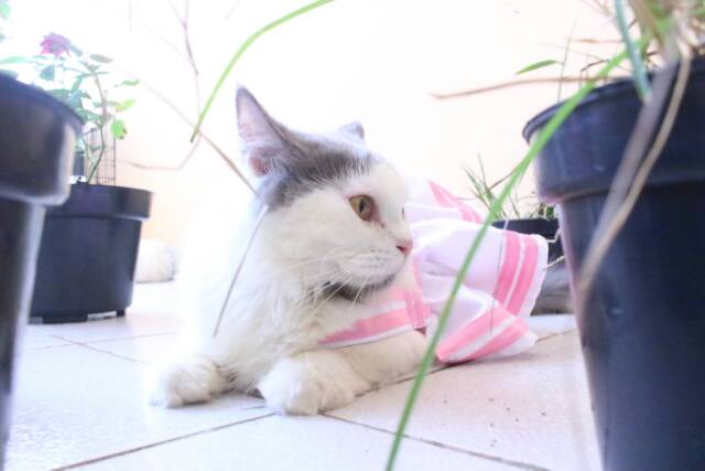 Dress pinky anak sekolah ala jepang / baju kucing anjing / baju lucu size S M L